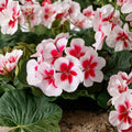 Calliope White Splash Geranium Live Plant Plug – 2 Inch Pot, Pelargonium, Vibrant White & Pink Blooms, Patio & Container Plant