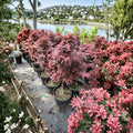 Acer palmatum ‘Twombly’s Red Sentinel’ Columnar Japanese Maple Tree – Narrow Upright Ornamental Tree for Small Gardens and Borders