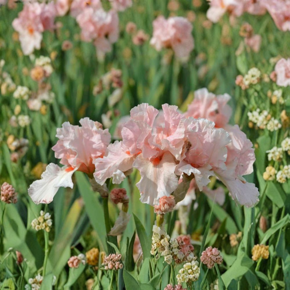 Bearded Iris Rhizomes – Lenora Pearl Pink Reblooming Perennial for Borders & Gardens – Iris germanica