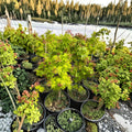 Acer palmatum ‘Summer Gold’ Japanese Maple – Golden Yellow Ornamental Tree in #3 Container