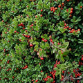 Kinnikinnick Bearberry Groundcover Live Plant | Evergreen Shrub with Red Berries | Arctostaphylos uva-ursi | Drought Tolerant, Native, Pollinator-Friendly