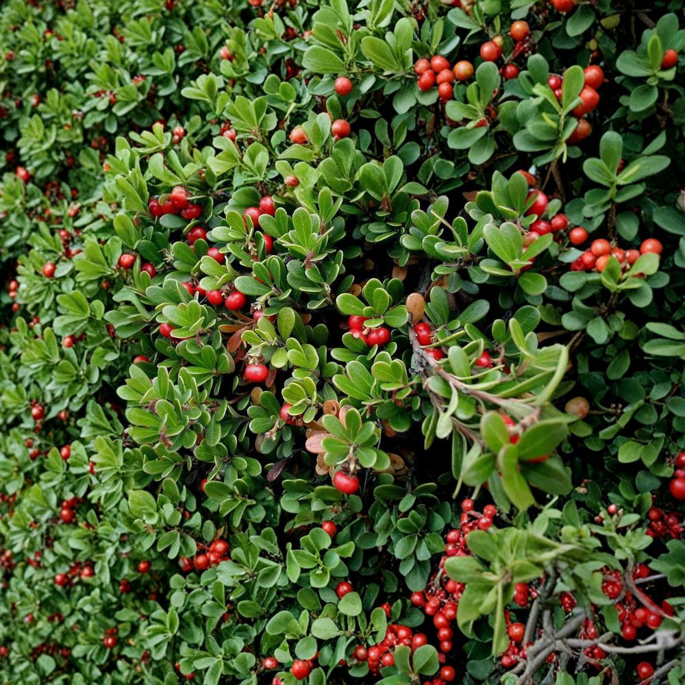 Kinnikinnick Bearberry Groundcover Live Plant | Evergreen Shrub with Red Berries | Arctostaphylos uva-ursi | Drought Tolerant, Native, Pollinator-Friendly