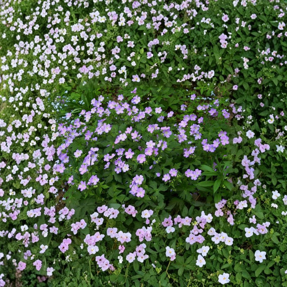 Wild Geranium Bare Roots – Geranium maculatum Native Woodland Perennial Pollinator Friendly Spring Blooms (Set of 5)