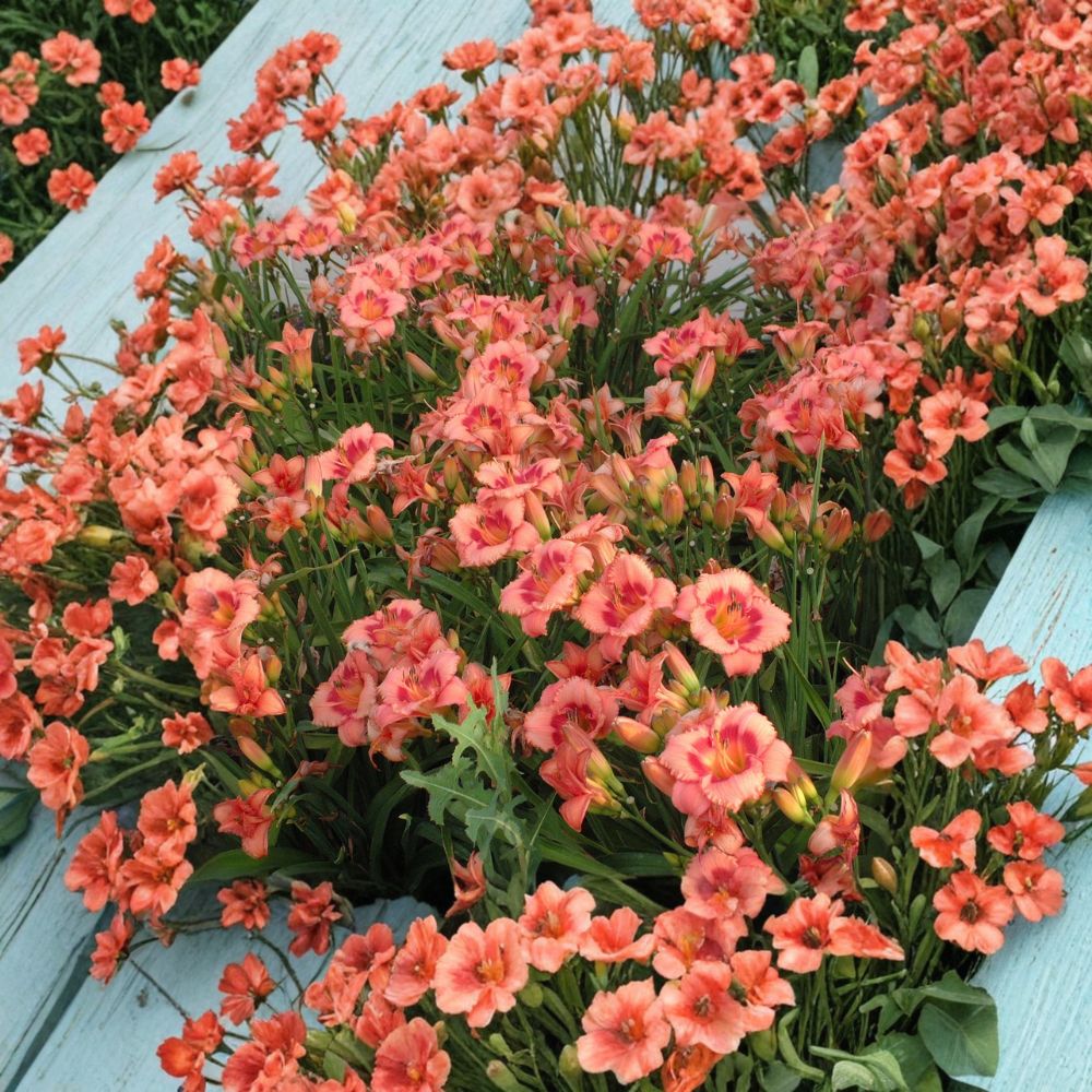 Strawberry Candy Daylily Bare Root Plants – Pink Reblooming Perennial Flower – Hemerocallis fulva