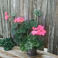 Coral Pink Geranium Cuttings – Pelargonium zonale – 4 Unrooted 6-Inch Live Plantings for Patio & Container Gardening