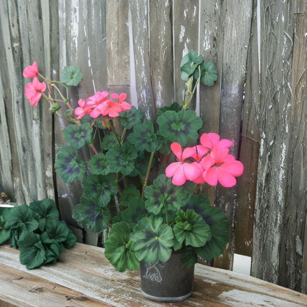 Coral Pink Geranium Cuttings – Pelargonium zonale – 4 Unrooted 6-Inch Live Plantings for Patio & Container Gardening