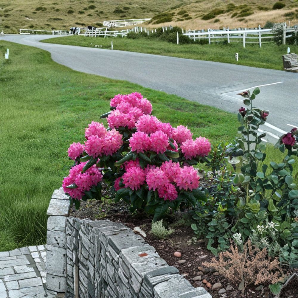 Rhododendron ‘Holden’ Live Evergreen Shrub | Pink & White Blooms | Cold Hardy Landscape Plant | Field Grown 12-15 Inches Wide