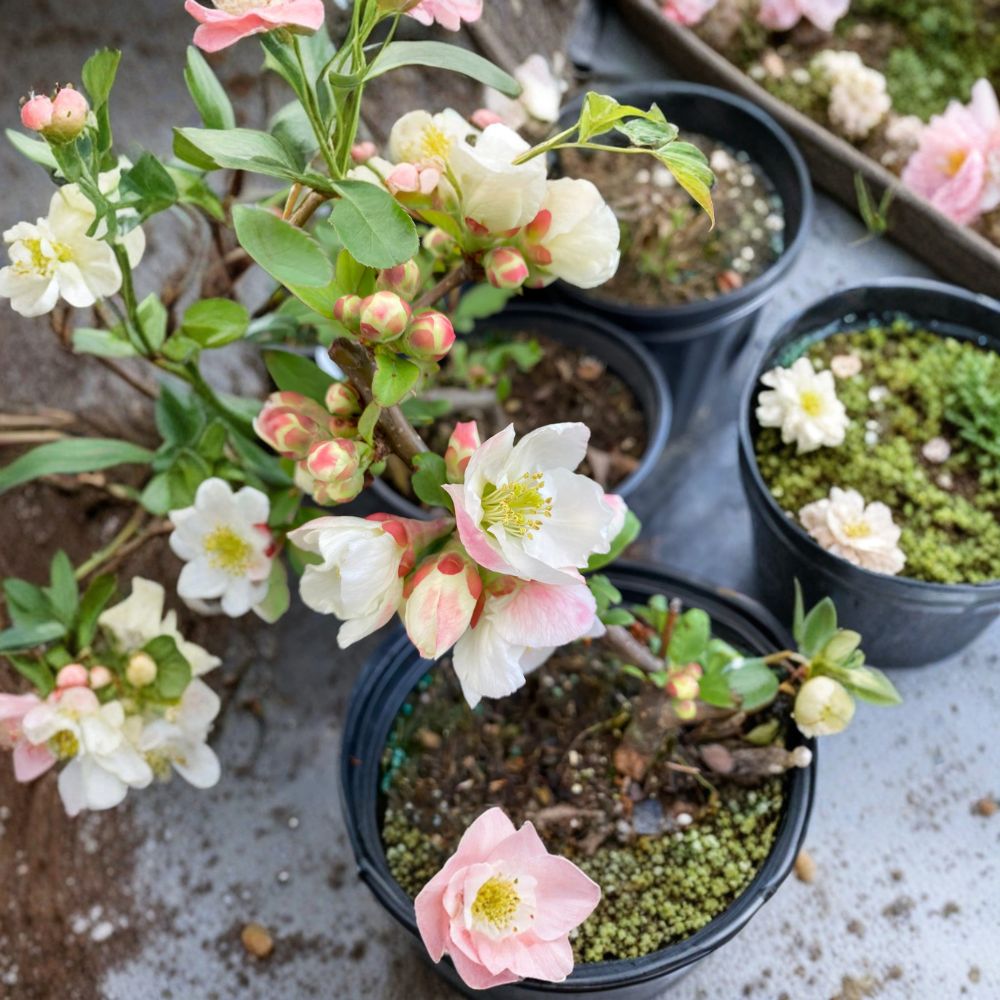 Toyo Nishiki Flowering Quince Shrub – Live 2 Gallon Pot, Multi-Color Spring Blooms, Chaenomeles japonica, Ornamental Garden Plant