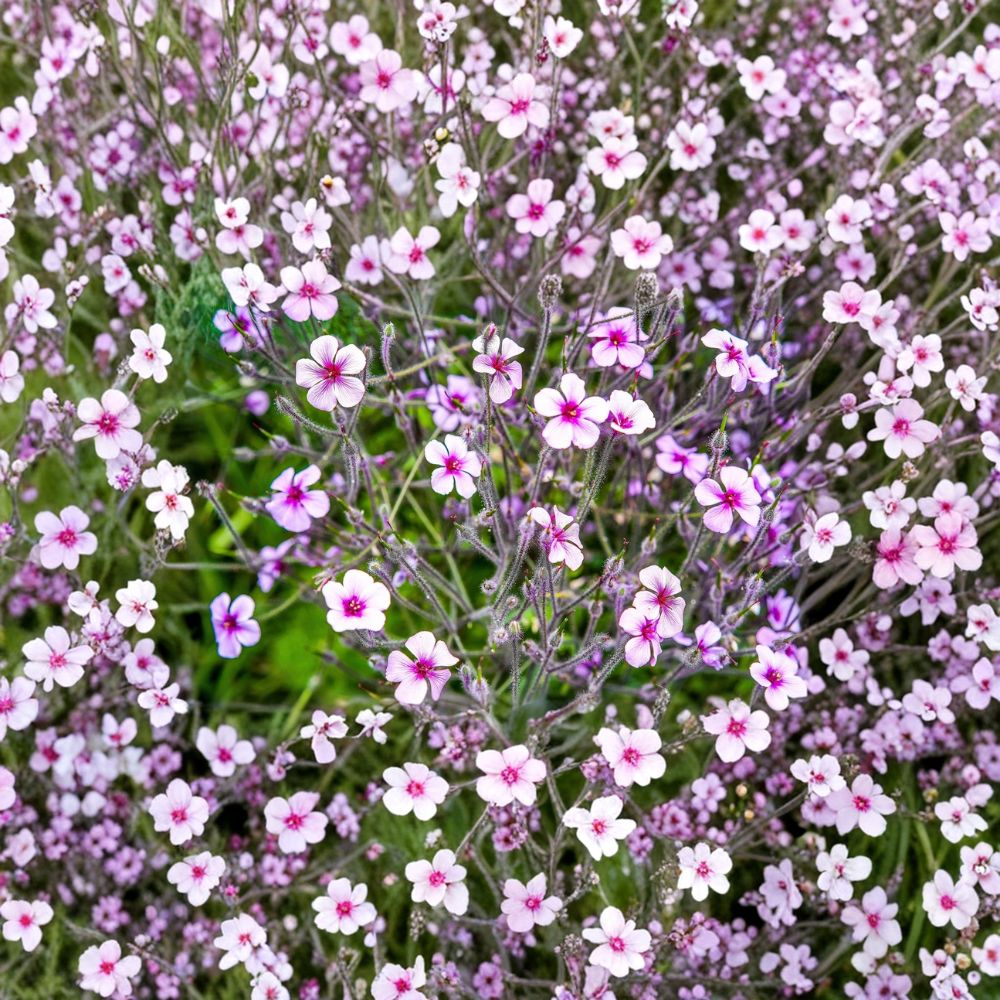 White Madeira Geranium Seeds – Geranium maderense, Rare Giant Cranesbill, White Flowers with Pink Eyes, Ornamental Perennial Seeds