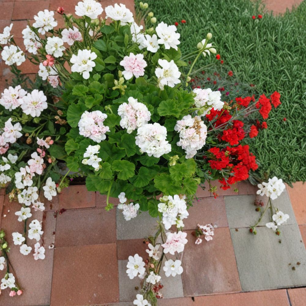 White Pink Geranium Cuttings – Pelargonium zonale, 3 Unrooted 6-Inch Plants for Patio & Container Gardening