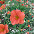 South Seas Daylily Bare Root Plants – Coral Pink Fragrant Reblooming Perennial Hemerocallis