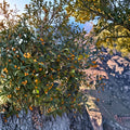 Longwood Gold Holly Live Evergreen Shrub 1-Gallon Ilex x attenuata with Golden Yellow Berries for Landscape