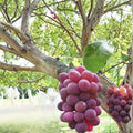 Japanese Benifuji Grape Vine – Bare Root Vitis vinifera, Sweet Aromatic Table Grape, Red/Purple Fruit, Home Garden Plant