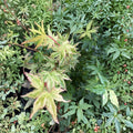 Acer palmatum ‘Cosmos’ Variegated Japanese Maple Live Tree, Pink & White Foliage, 30–40" Container Plant