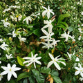 South African Jasmine Plant – Jasminum angulare Live 5-Gallon Fragrant White Climbing Vine for Outdoor Garden