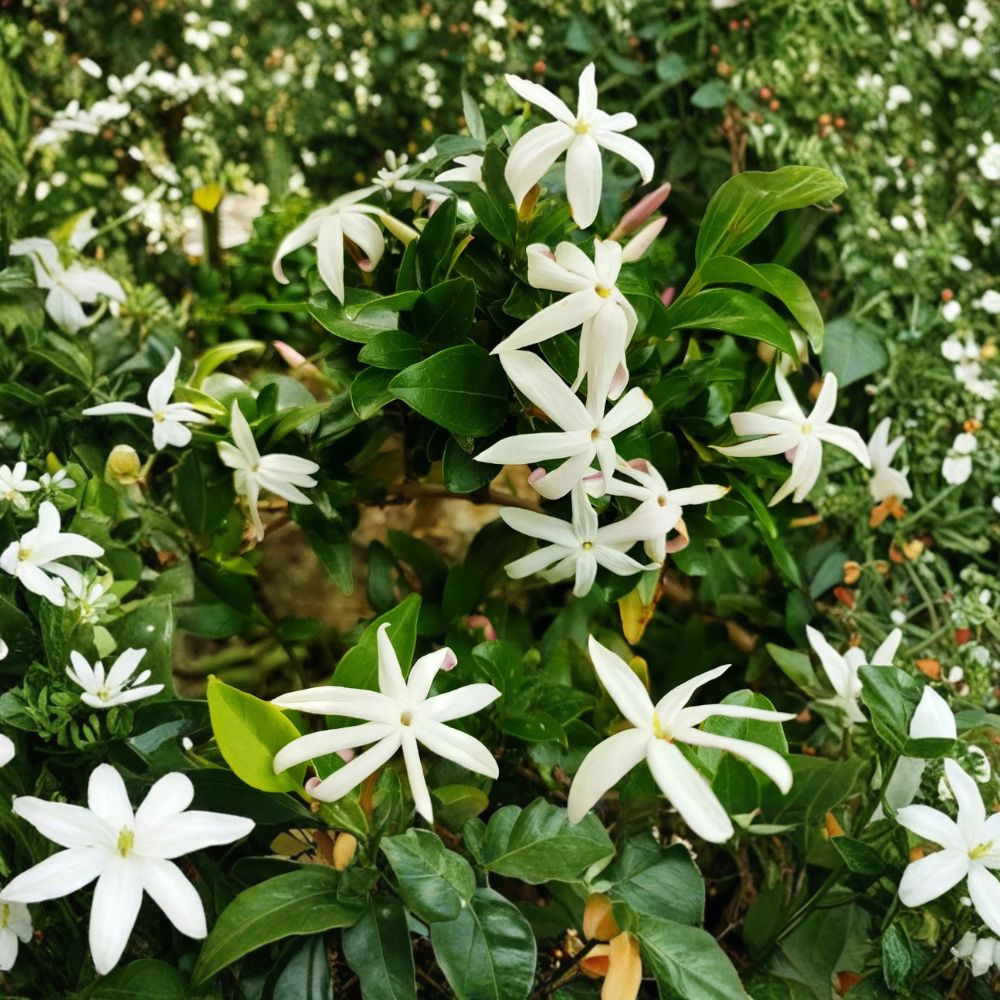 South African Jasmine Plant – Jasminum angulare Live 5-Gallon Fragrant White Climbing Vine for Outdoor Garden