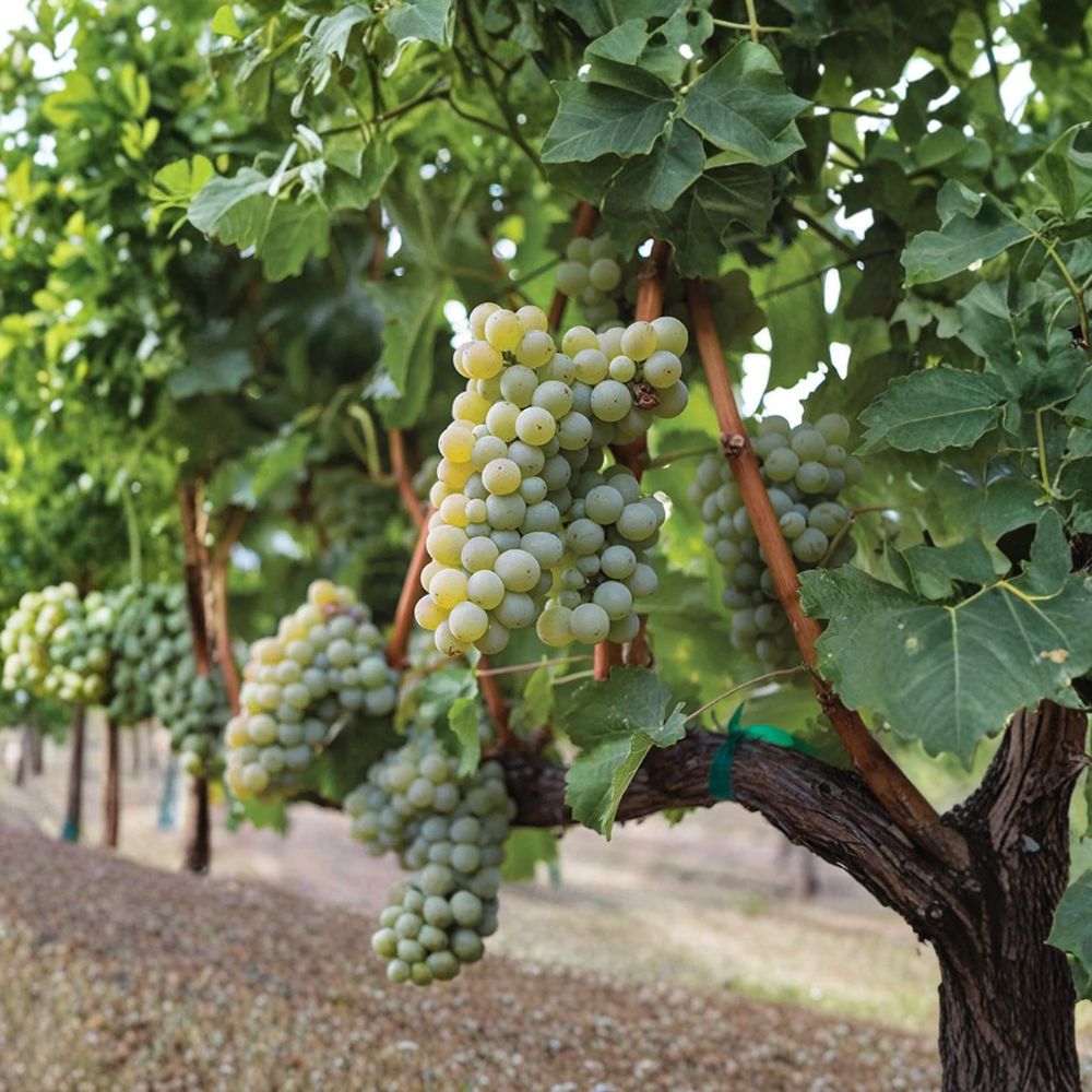 Sauvignon Blanc Grape Plant in Nursery Pot – Vitis vinifera White Wine Vine for Backyard Vineyard & Winemaking