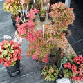 Acer palmatum ‘Geisha Gone Wild’ Pink Variegated Japanese Maple Live Tree in #3 Container, 25–32" Tall