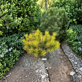 Variegated Sunshine Mugo Pine Live Evergreen Conifer 10 Inch Plant in 1-Gallon Pot, Pinus mugo Golden Needle