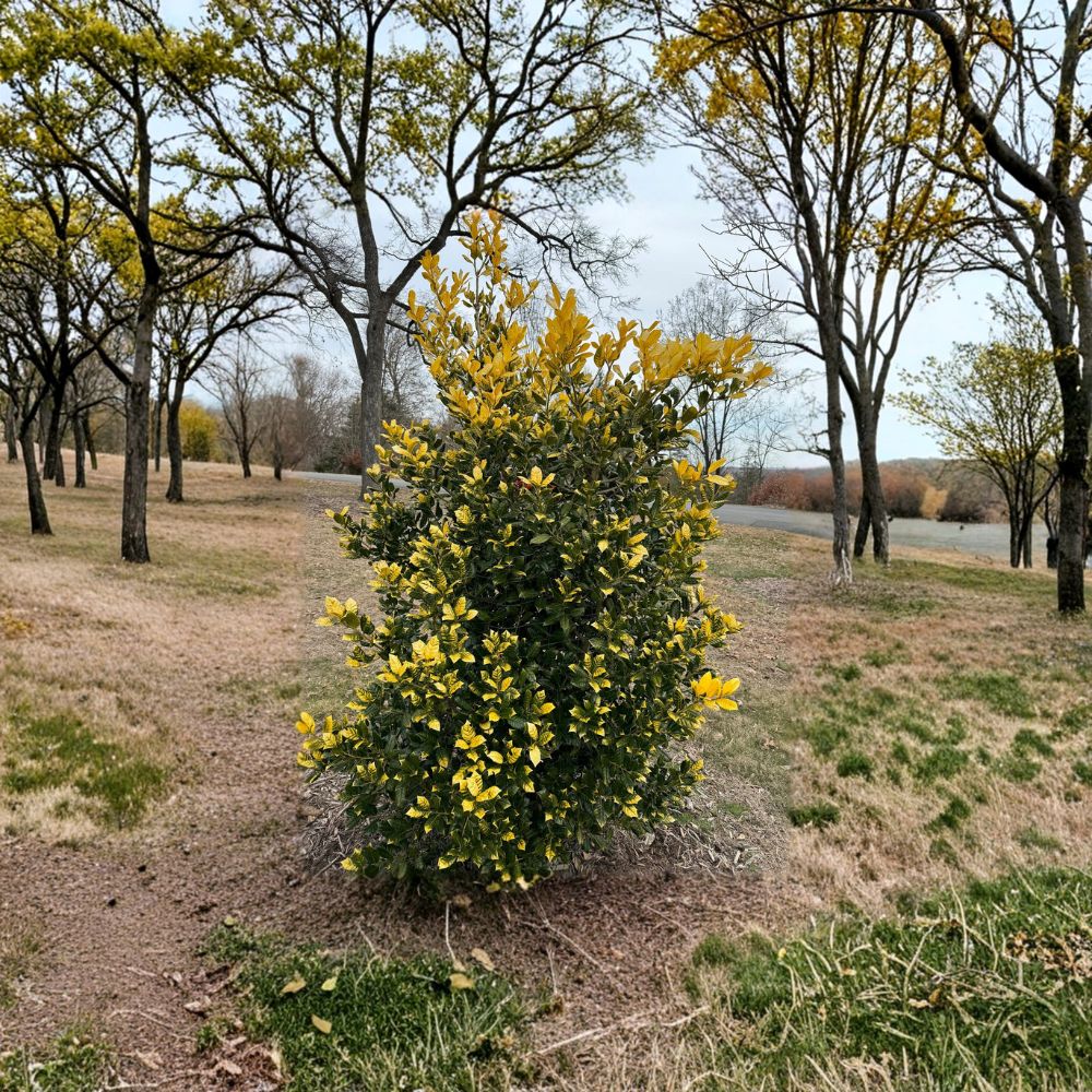 Evergreen Shrub 1-Gallon Golden Nellie Holly Ilex 'Whoa Nellie' Bright Yellow Foliage Landscape Plant