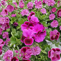 Organic Martha Washington Geranium Cuttings – 6 Rose Pink Pelargonium Live Plants, Easy to Root, Fragrant Blooms, Container Friendly