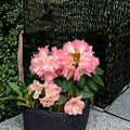 Rhododendron ‘Bruce Brechtbill’ Live Evergreen Shrub | Pink White Yellow Blooms | Container Grown Plant