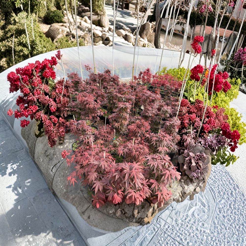 Acer palmatum ‘Hefner’s Red’ Japanese Maple Live Tree – Deep Maroon Foliage, Heat Tolerant, Upright, Container Friendly