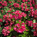 Escallonia Redclaws Live Evergreen Shrub – Reddish Pink Flowers, Dense Glossy Foliage, Hardy Landscape Plant in Nursery Pot