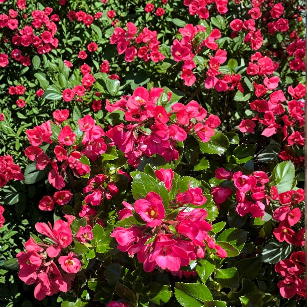 Escallonia Redclaws Live Evergreen Shrub – Reddish Pink Flowers, Dense Glossy Foliage, Hardy Landscape Plant in Nursery Pot