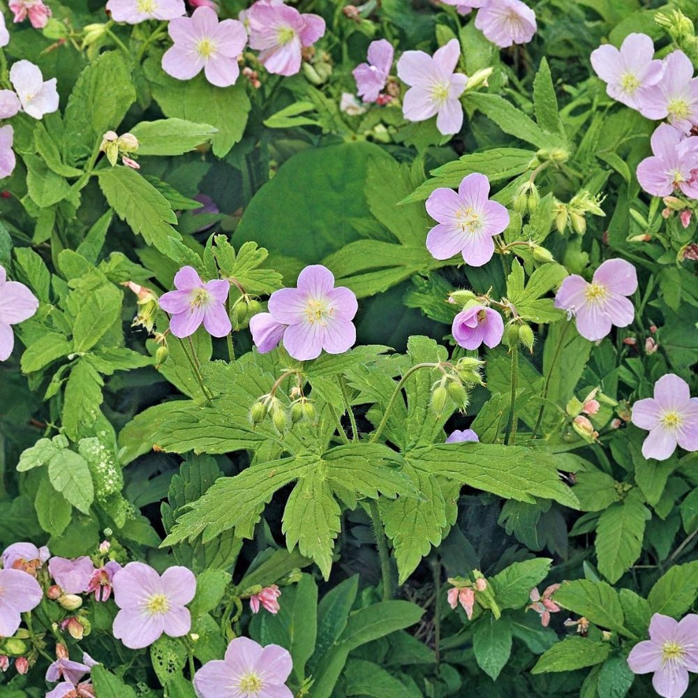 Wild Geranium Bare Roots – Geranium maculatum Native Perennial Wildflower for Shade Gardens, Pollinator-Friendly Plants, 5 Pack