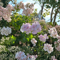 White Pink Ivy Geranium Cuttings – Pelargonium peltatum, 6-Inch Live Trailing Plant for Hanging Baskets & Patio