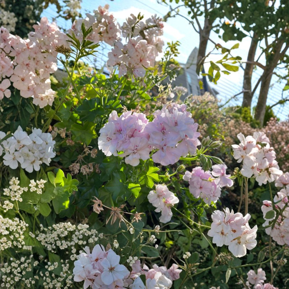 White Pink Ivy Geranium Cuttings – Pelargonium peltatum, 6-Inch Live Trailing Plant for Hanging Baskets & Patio