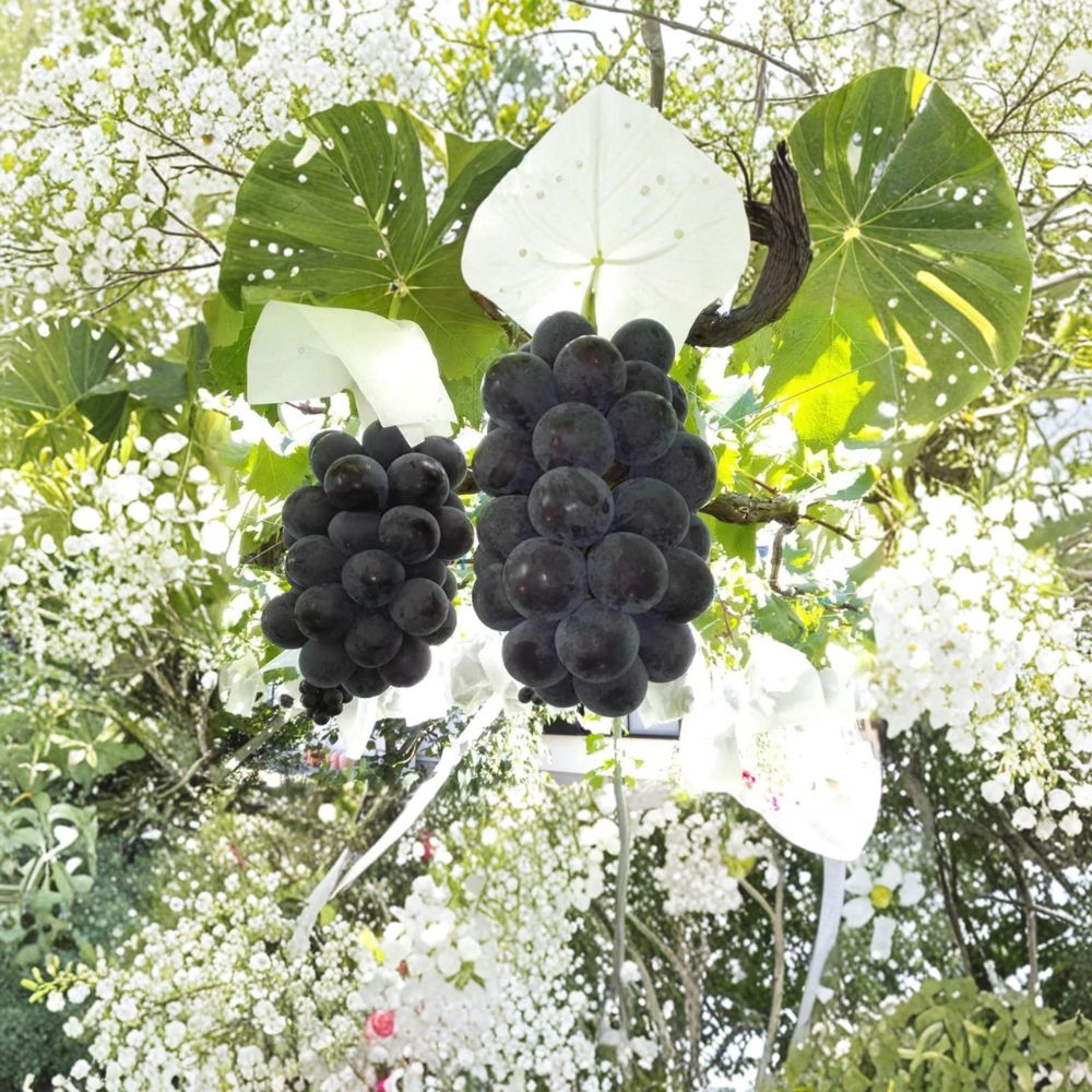 Japanese Fujiminori Giant Table Grape Plant – Vitis vinifera Live Vine in Nursery Pot, Large Premium Grape for Home Garden