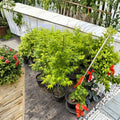 Acer palmatum ‘Aoyagi’ Japanese Maple Tree – Green Bark, Ornamental Deciduous Tree, 40–50 Inches Tall