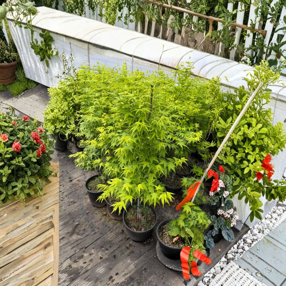 Acer palmatum ‘Aoyagi’ Japanese Maple Tree – Green Bark, Ornamental Deciduous Tree, 40–50 Inches Tall