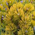 Carsten’s Wintergold Mugo Pine – Live Dwarf Evergreen Conifer, Golden Needle Shrub, 10 Inch Tall, 1 Gallon Pot, Pinus mugo