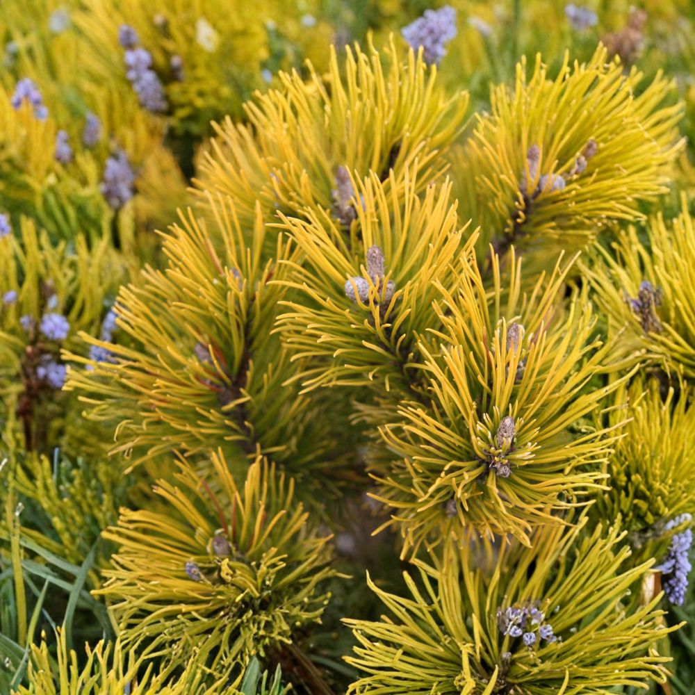 Carsten’s Wintergold Mugo Pine – Live Dwarf Evergreen Conifer, Golden Needle Shrub, 10 Inch Tall, 1 Gallon Pot, Pinus mugo