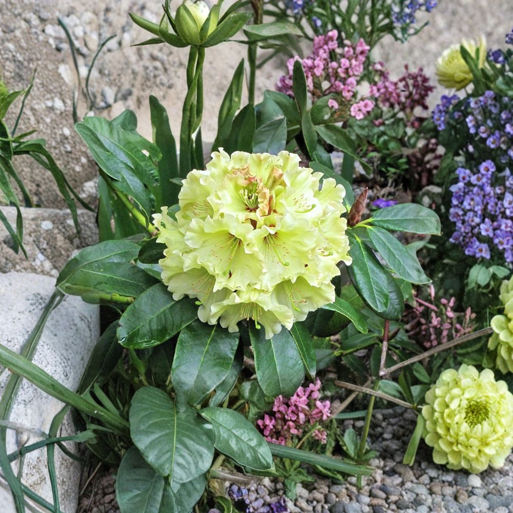 Rhododendron ‘Windsong’ Live Evergreen Shrub with Yellow Wavy Blooms and Red Accents | Hardy Garden Plant in #2 Container