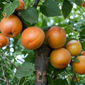 Tomcot Apricot Tree – Bare Root Live Fruit Tree, Early Sweet Apricot, Prunus armeniaca, 3 Feet Tall