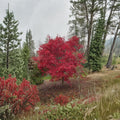 Acer palmatum ‘Emperor 1’ Red Japanese Maple Tree – Upright Ornamental Foliage, Container Plant, Fall Color