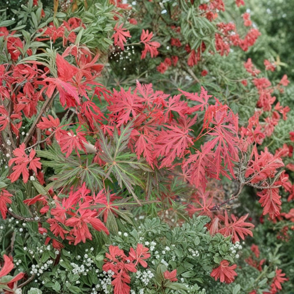 Acer palmatum dissectum ‘Orangeola’ Weeping Japanese Maple Container Plant, Red-Orange Foliage, Live Tree