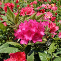 Rhododendron ‘Pearce’s American Beauty’ Evergreen Shrub with Deep Red Blooms, 12–15 Inch Field Grown Plant