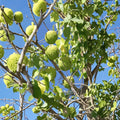 Osage Orange Tree – Live 1 Gallon Native Deciduous Shade Tree Maclura pomifera for Landscaping
