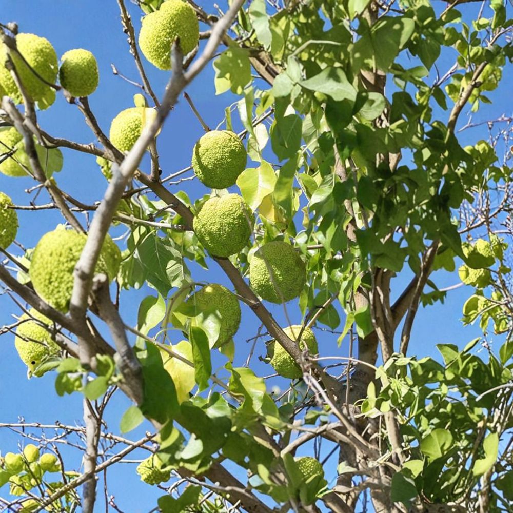 Osage Orange Tree – Live 1 Gallon Native Deciduous Shade Tree Maclura pomifera for Landscaping