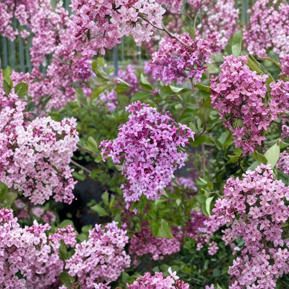 Red Pixie Lilac Live Dwarf Fragrant Flowering Shrub in 1 Gallon Pot | Syringa x ‘Red Pixie’ for Small Gardens & Containers