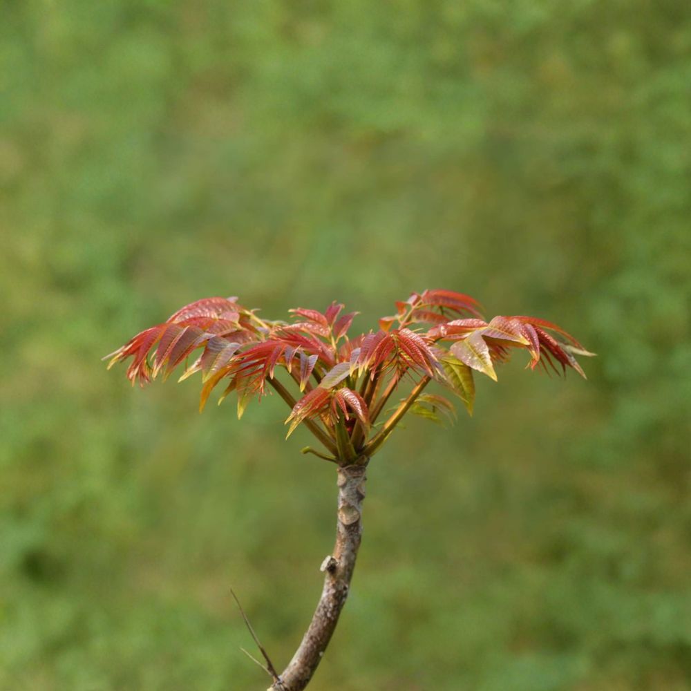 Live Toona sinensis Tree – Edible Chinese Toon, Aromatic Foliage, 1 Gallon Nursery Pot, Fragrant Spring Tree, 香椿, チャンチン