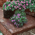 Rhododendron ‘Daphnoides’ Live Evergreen Shrub with Purple Blooms, Cold Hardy Landscape Plant, #2 Container Grown