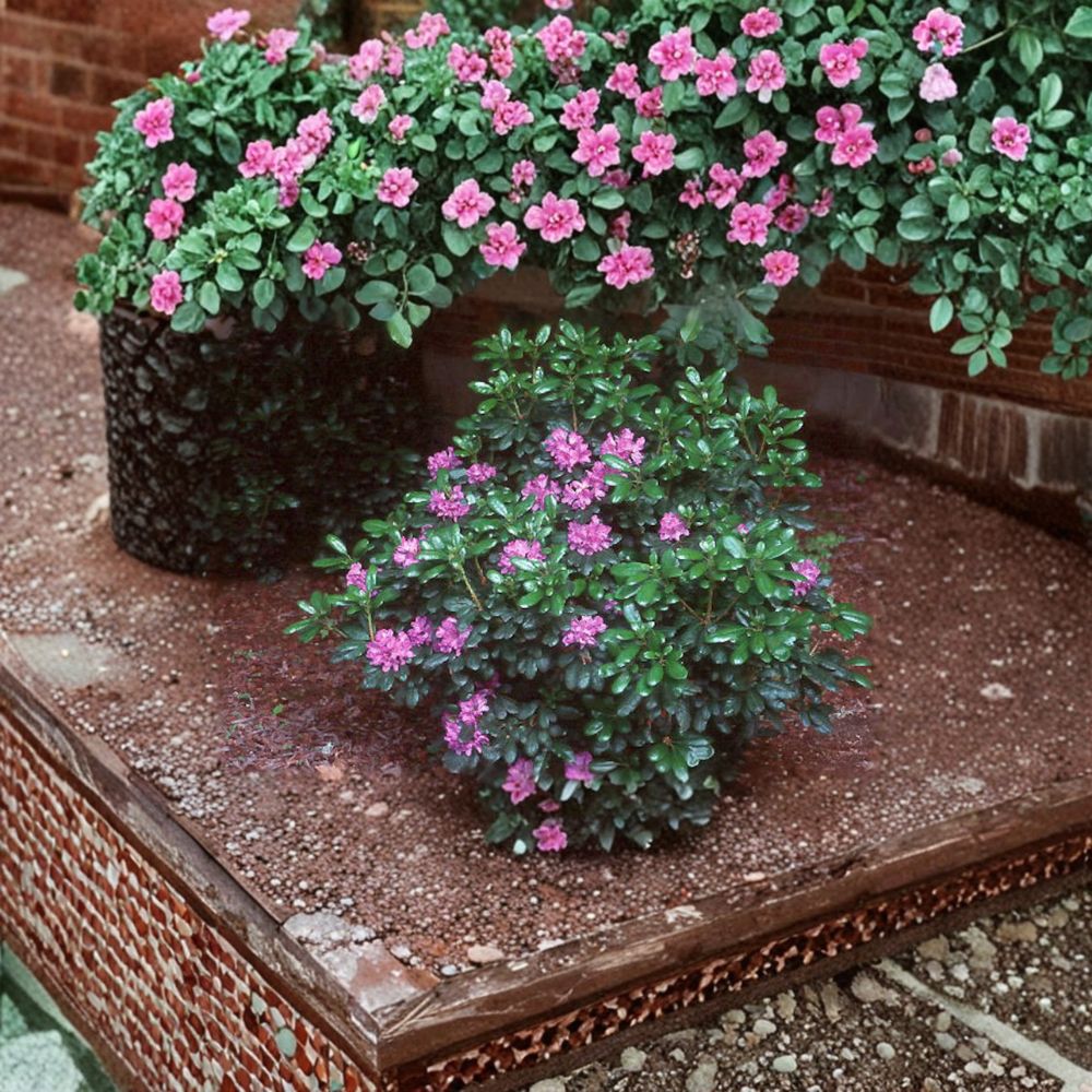 Rhododendron ‘Daphnoides’ Live Evergreen Shrub with Purple Blooms, Cold Hardy Landscape Plant, #2 Container Grown