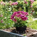 100 Geranium Seeds for Outdoor Gardens & Containers, Colorful Pelargonium Plants, Easy to Grow, Bright Flowering Annuals