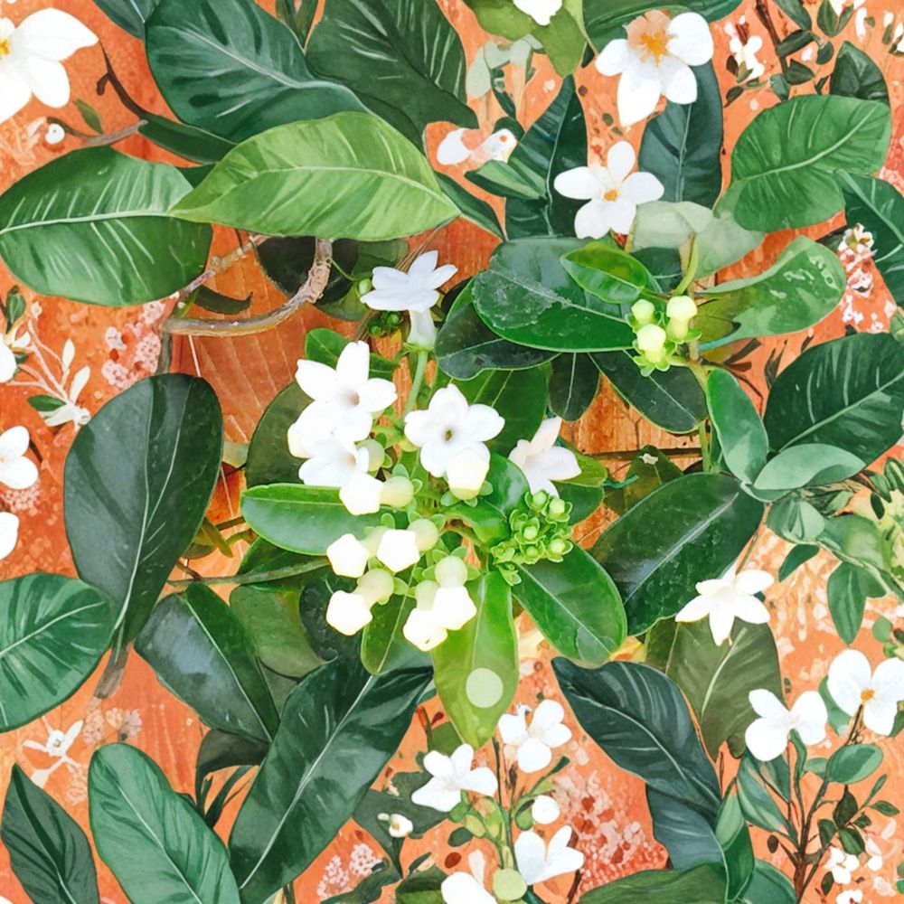 Madagascar Jasmine Seeds – Stephanotis floribunda – Fragrant Climbing Vine for Indoor Garden, Wedding Decor, 50 Seeds